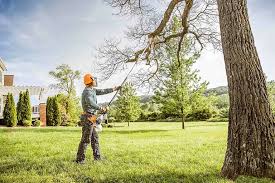 Best Hedge Trimming  in Elmwood Park, IL